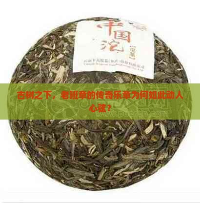 古树的旋律和老班章