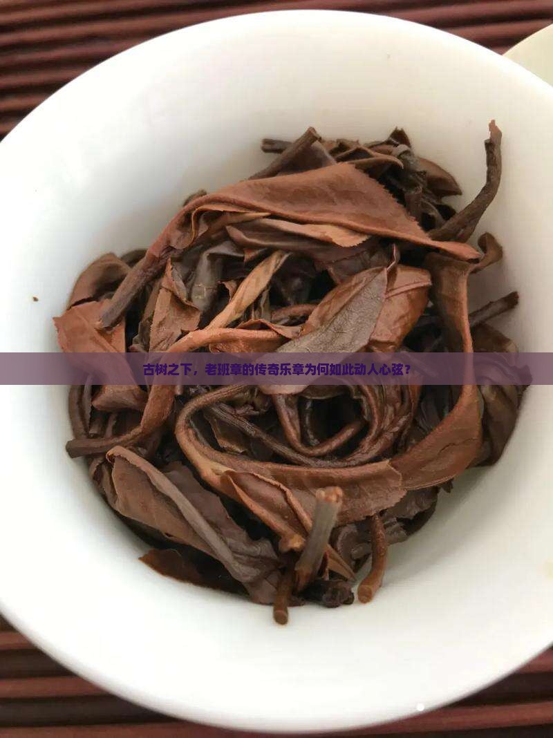 古树的旋律和老班章