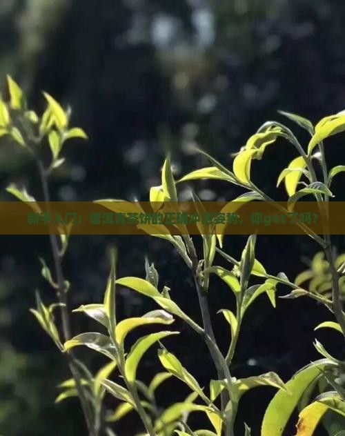 普洱茶青茶饼怎么泡