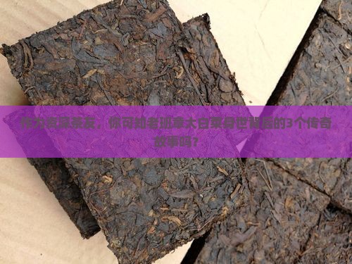 老班章大白菜历史