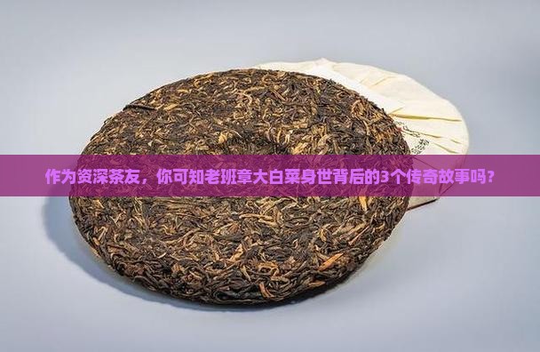 老班章大白菜历史