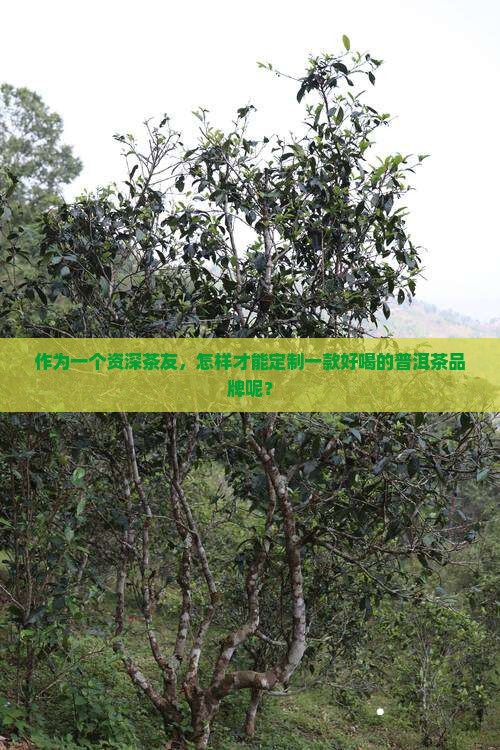 哪里定制普洱茶好喝的品牌