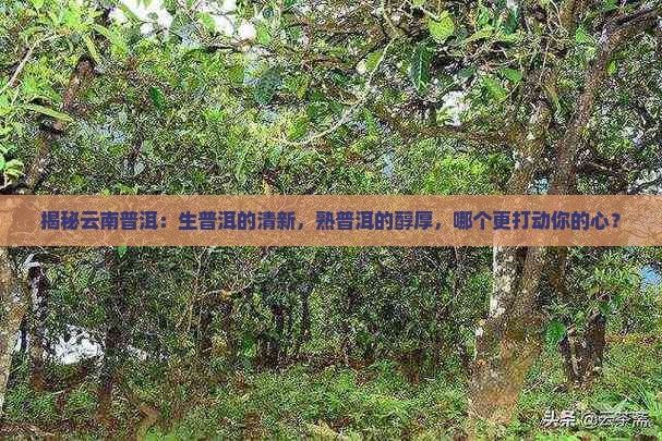 云南普洱茶的生与熟