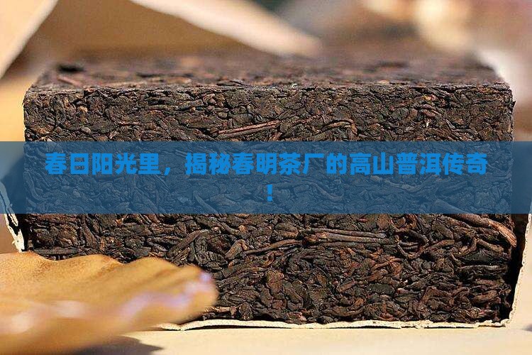 云南省春明茶厂高山普洱茶