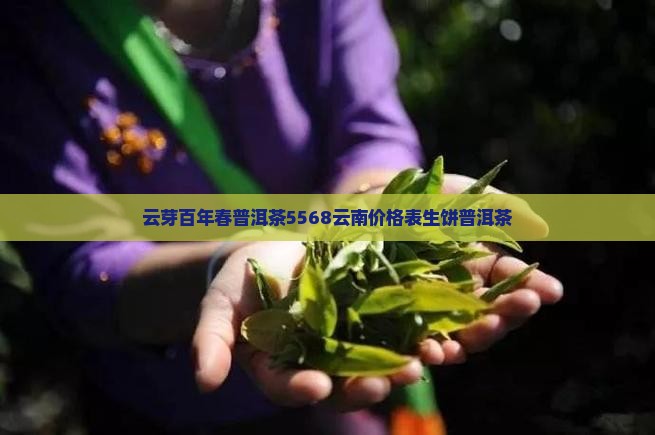 云芽百年春普洱茶