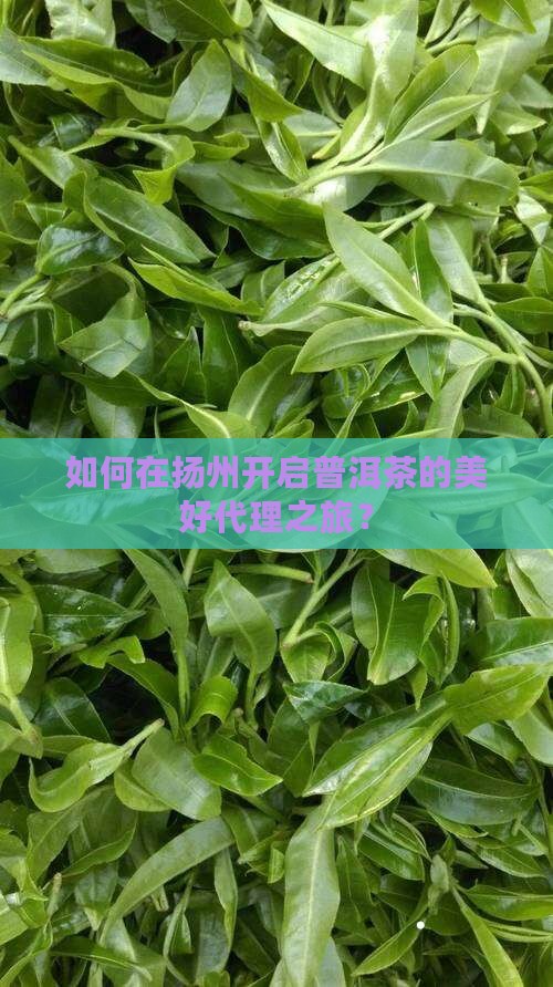扬州普洱茶如何代理