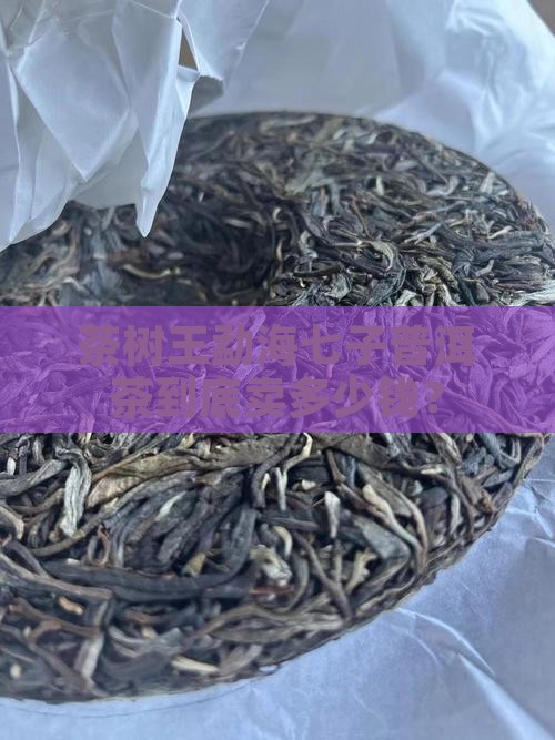 茶树王勐海七子普洱茶价格