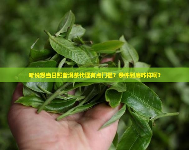 日照普洱茶代理条件是什么