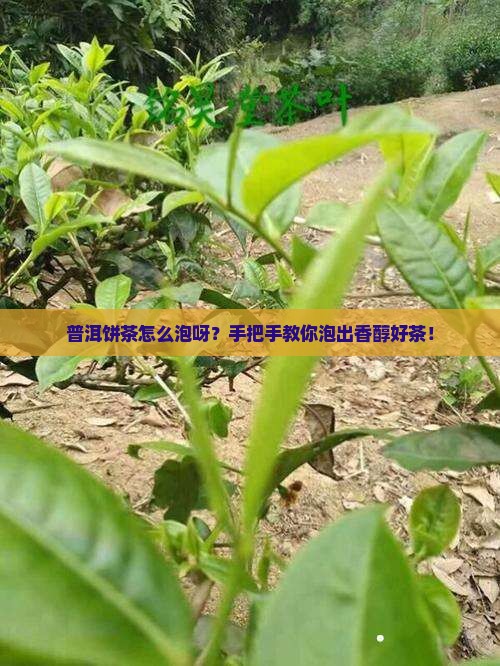 普洱茶的饼茶怎么泡
