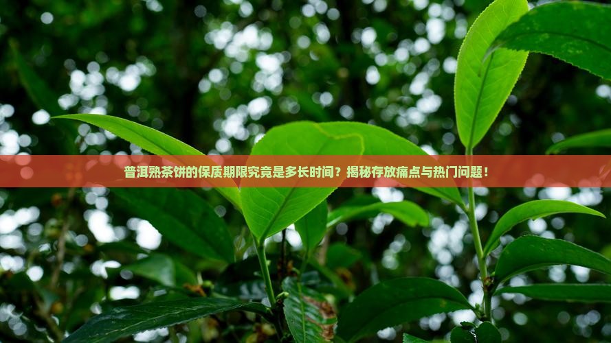普洱茶饼熟茶保质期多长