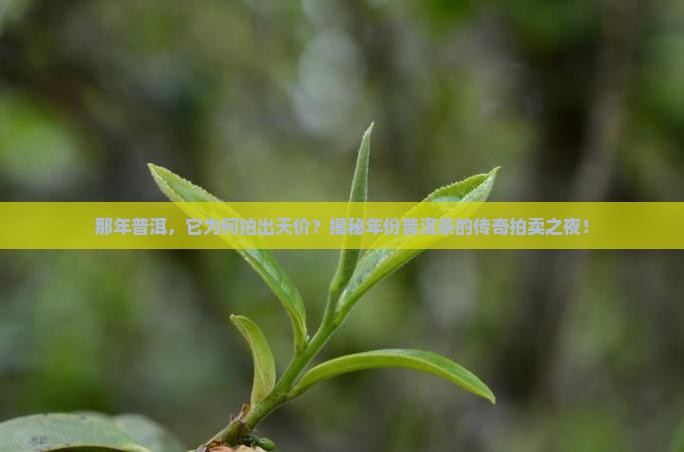 年份普洱茶拍卖