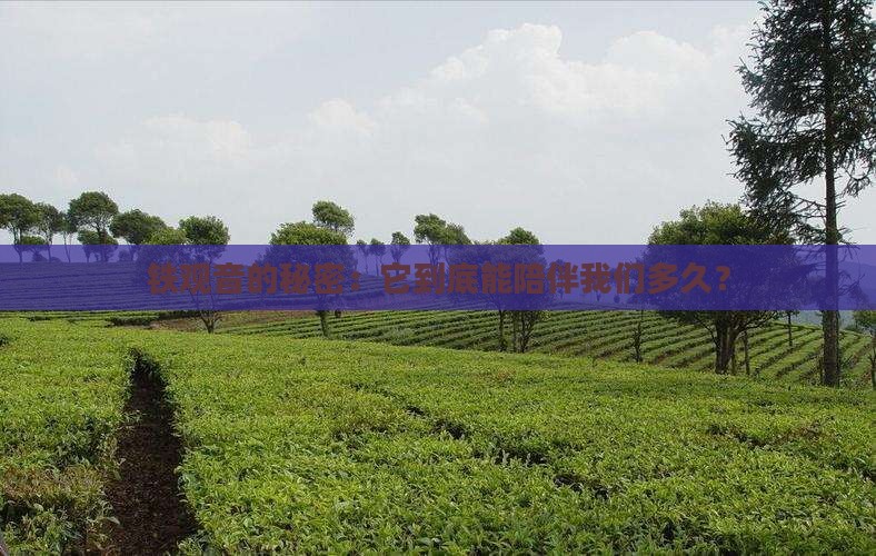 铁观音属于什么茶保质期是多久