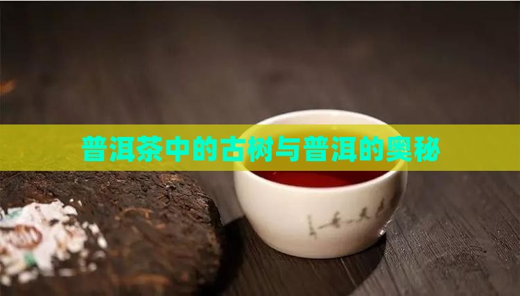 普洱茶不让打古树