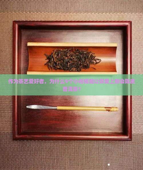 新会陈皮普洱茶小柑橘茶