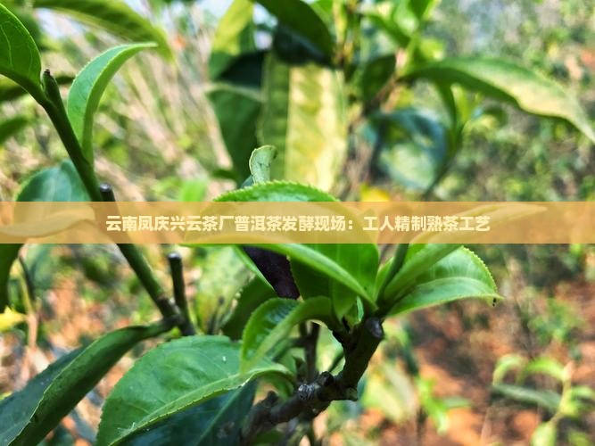 林兴云普洱茶发酵