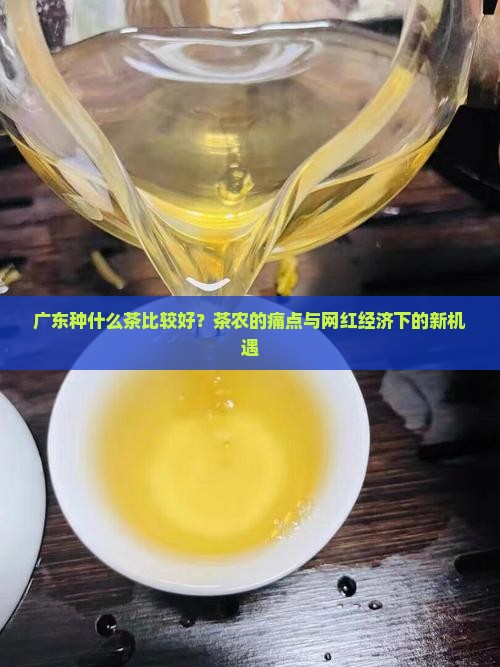 广东种什么茶比较好