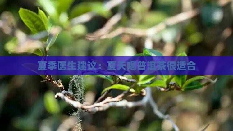 夏天喝红普洱茶可以吗
