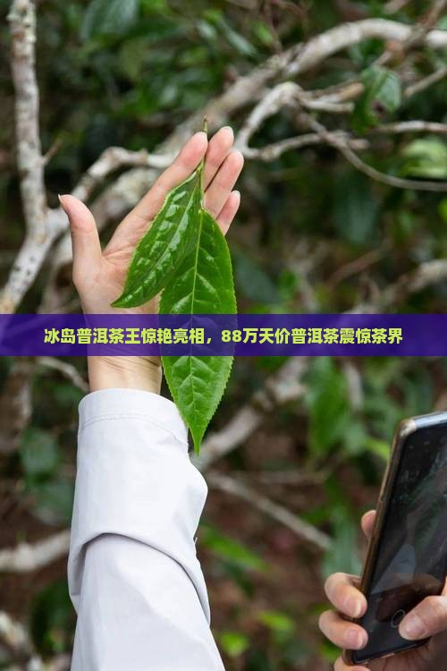 冰岛茶王88万