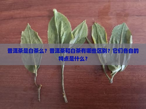 普洱茶是白茶么