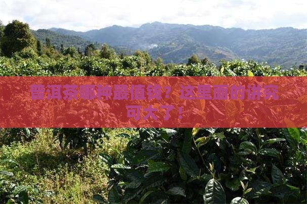 普洱茶是什么茶最值钱