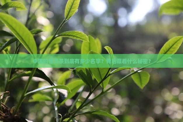 中国普洱茶有几个品牌名称