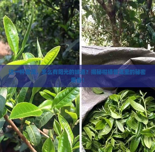 柑橘普洱茶的柑橘