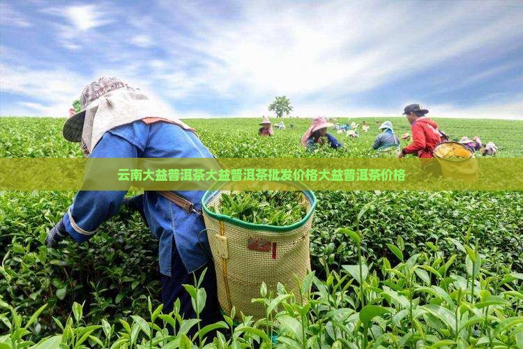 大益普知味普洱茶价格