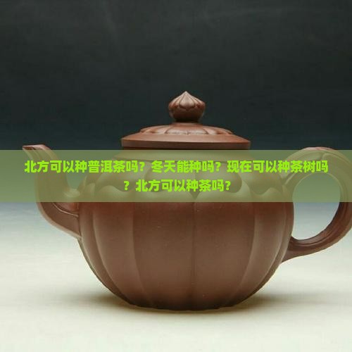 北方可以种普洱茶吗