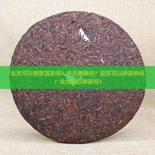 北方可以种普洱茶吗