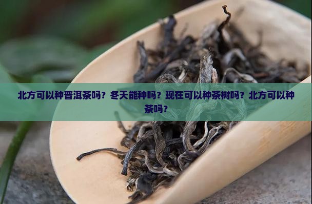 北方可以种普洱茶吗