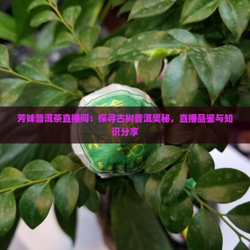 芳妹普洱茶直播间