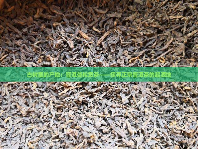 曼松古树茶是哪里的产地普洱曼松