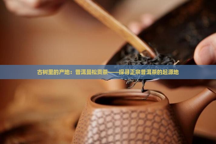 曼松古树茶是哪里的产地普洱曼松