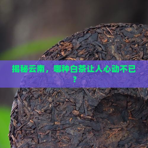 云南的白茶有几种