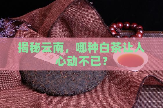 云南的白茶有几种