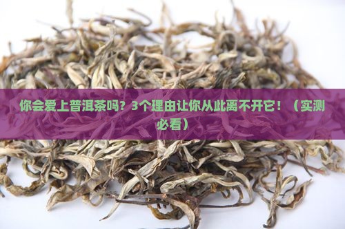 你会爱上普洱茶吗