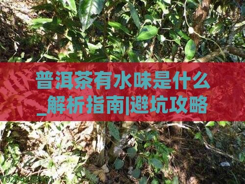 普洱茶有水味是什么