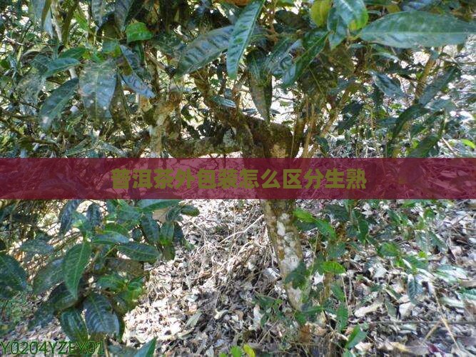 普洱茶外包装怎么区分生熟