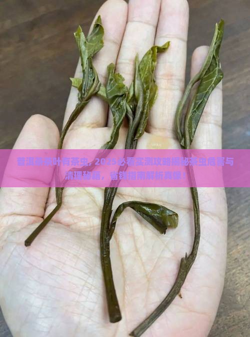 普洱茶茶叶有茶虫