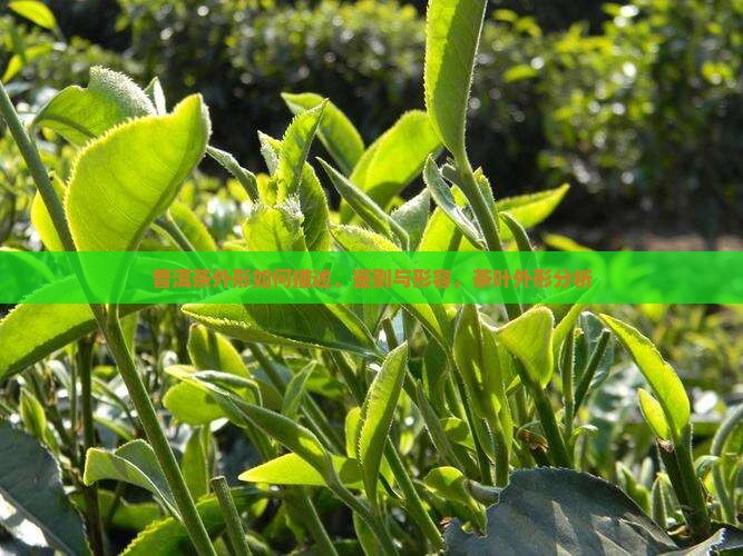 普洱茶外形如何