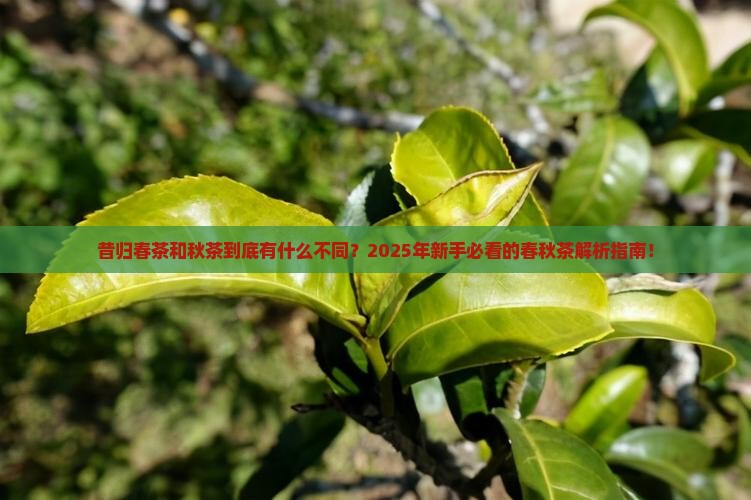 昔归春茶和秋茶的分别
