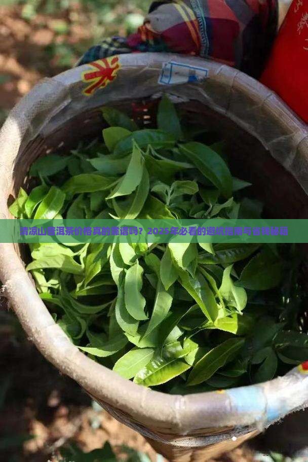 清凉山普洱茶价格