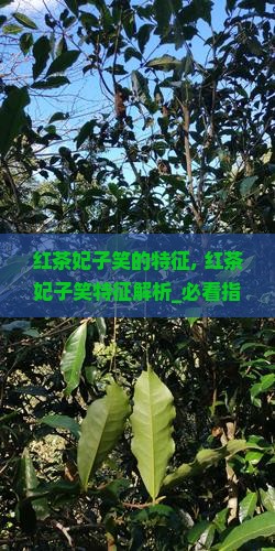 红茶妃子笑的特征 红茶妃子笑的特征