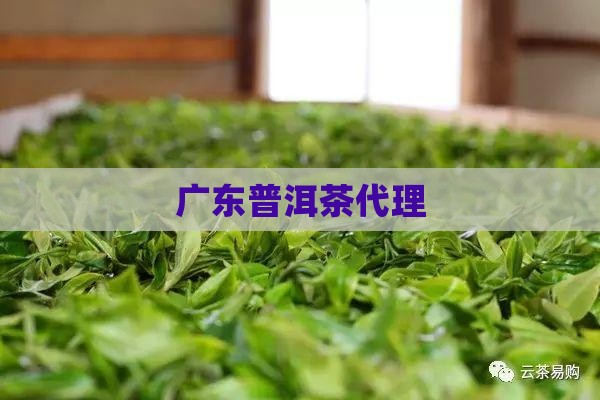 广东普洱茶代理