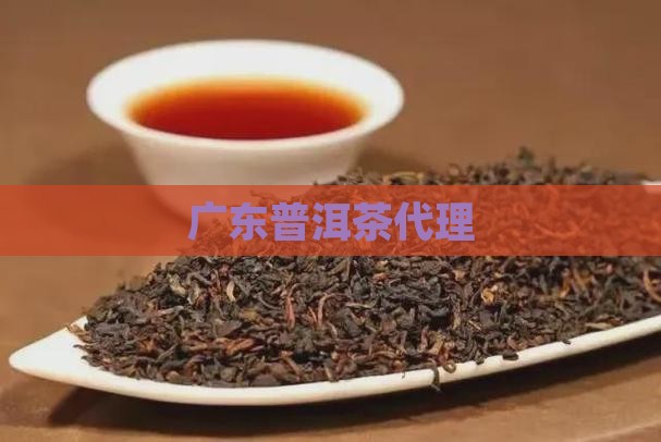 广东普洱茶代理