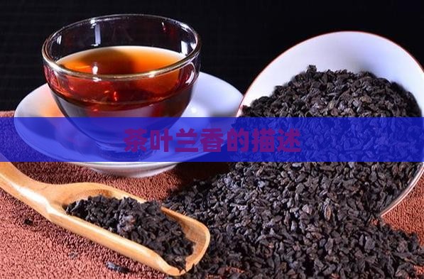 茶叶兰香的描述
