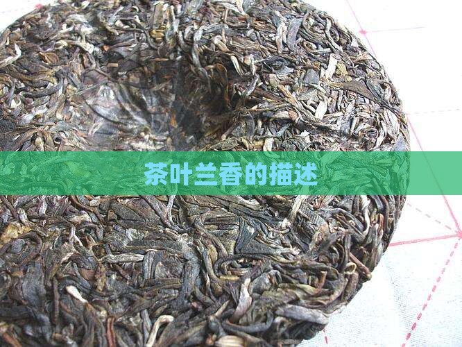 茶叶兰香的描述