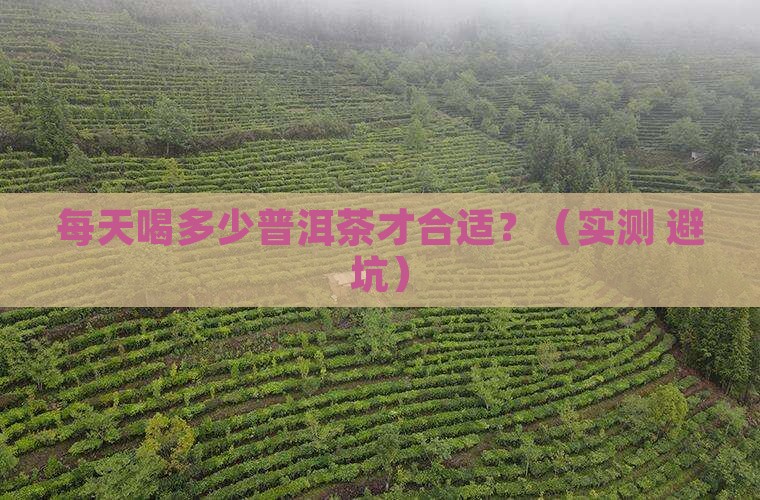 普洱茶一天用量是多少