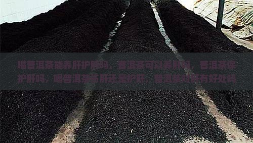 喝普洱茶能养肝护肝吗