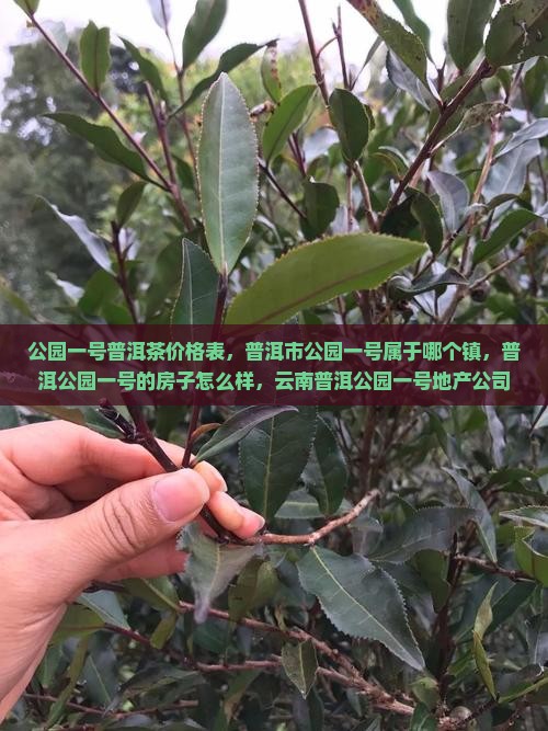 公园一号普洱茶